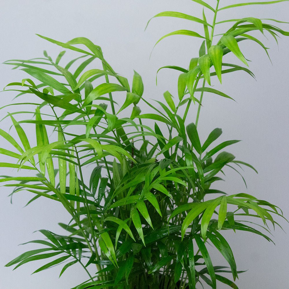 Chamaedorea Elegans Parlour Palm close up of leaves