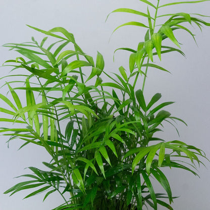 Chamaedorea Elegans Parlour Palm close up of leaves