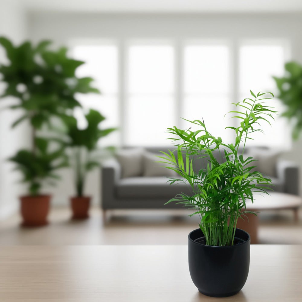 Chamaedorea Elegans Parlour Palm in a living room environment 