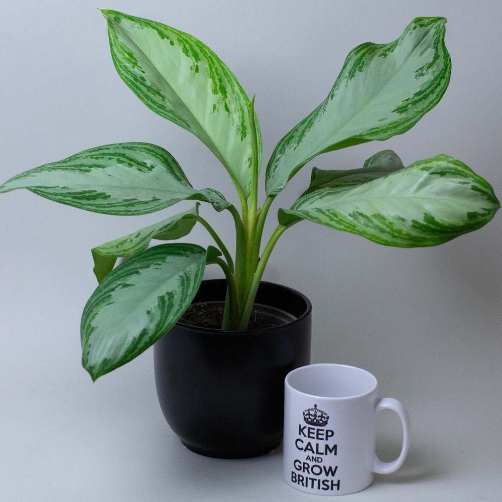Chinese Evergreen Plant Aglaonema next to a mug with text on a plain background