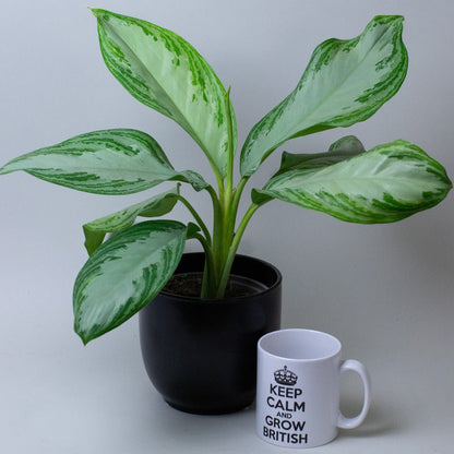 Chinese Evergreen Plant Aglaonema next to a mug with text on a plain background