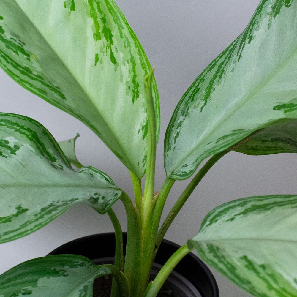 Close-up of a Chinese Evergreen Plant Aglaonema with green and white leaves against a plain background