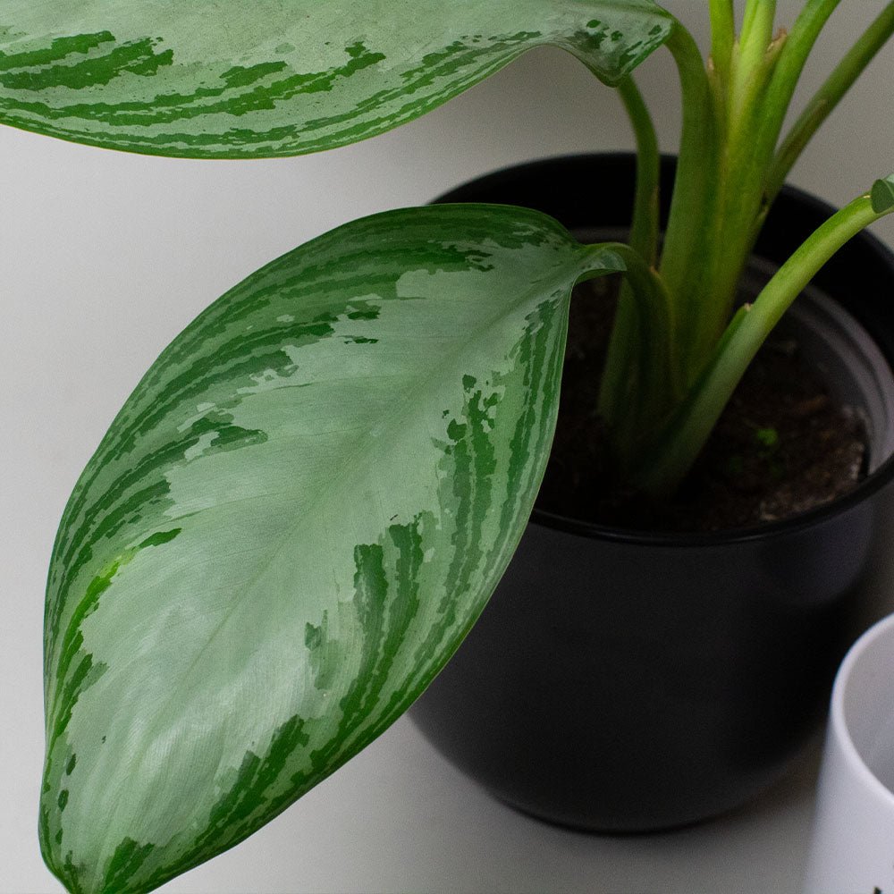 Chinese Evergreen Plant Aglaonema with large green leaves on a neutral background