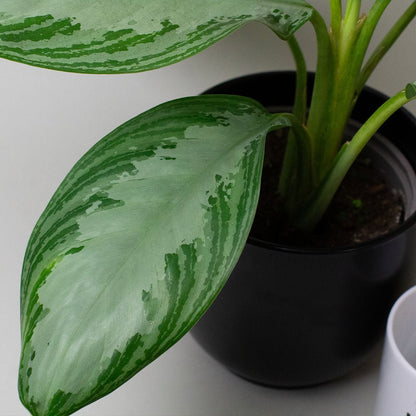 Chinese Evergreen Plant Aglaonema with large green leaves on a neutral background
