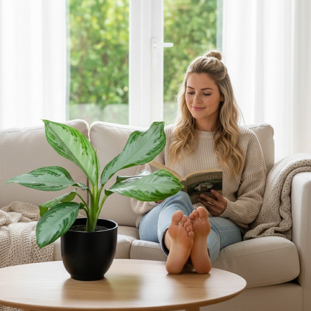 Woman reading a book on a couch with a Chinese Evergreen Plant Aglaonema  nearby