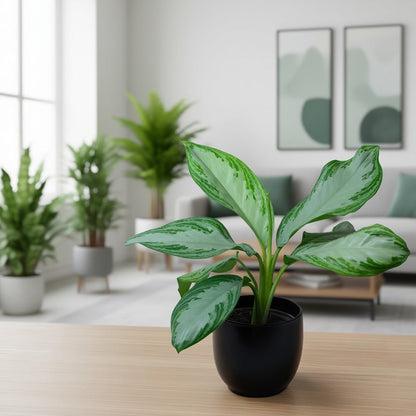 Chinese Evergreen Plant Aglaonema on a table with a blurred living room background