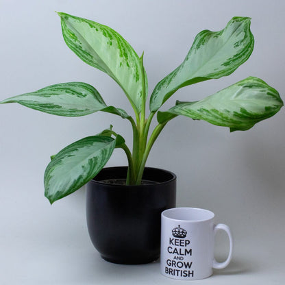 Chinese Evergreen Plant Aglaonema next to a mug with 'Keep Calm and Grow British' text on a light background