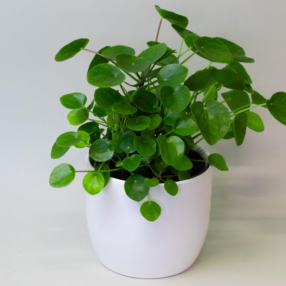 Chinese Money Plant Green potted in a white pot on a light background