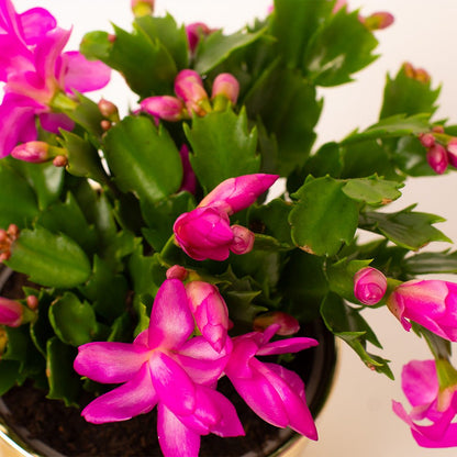 Christmas Cactus (13cm Pot)