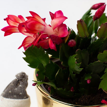 Potted Christmas cactus with red flowers and a small knitted hat on a white background