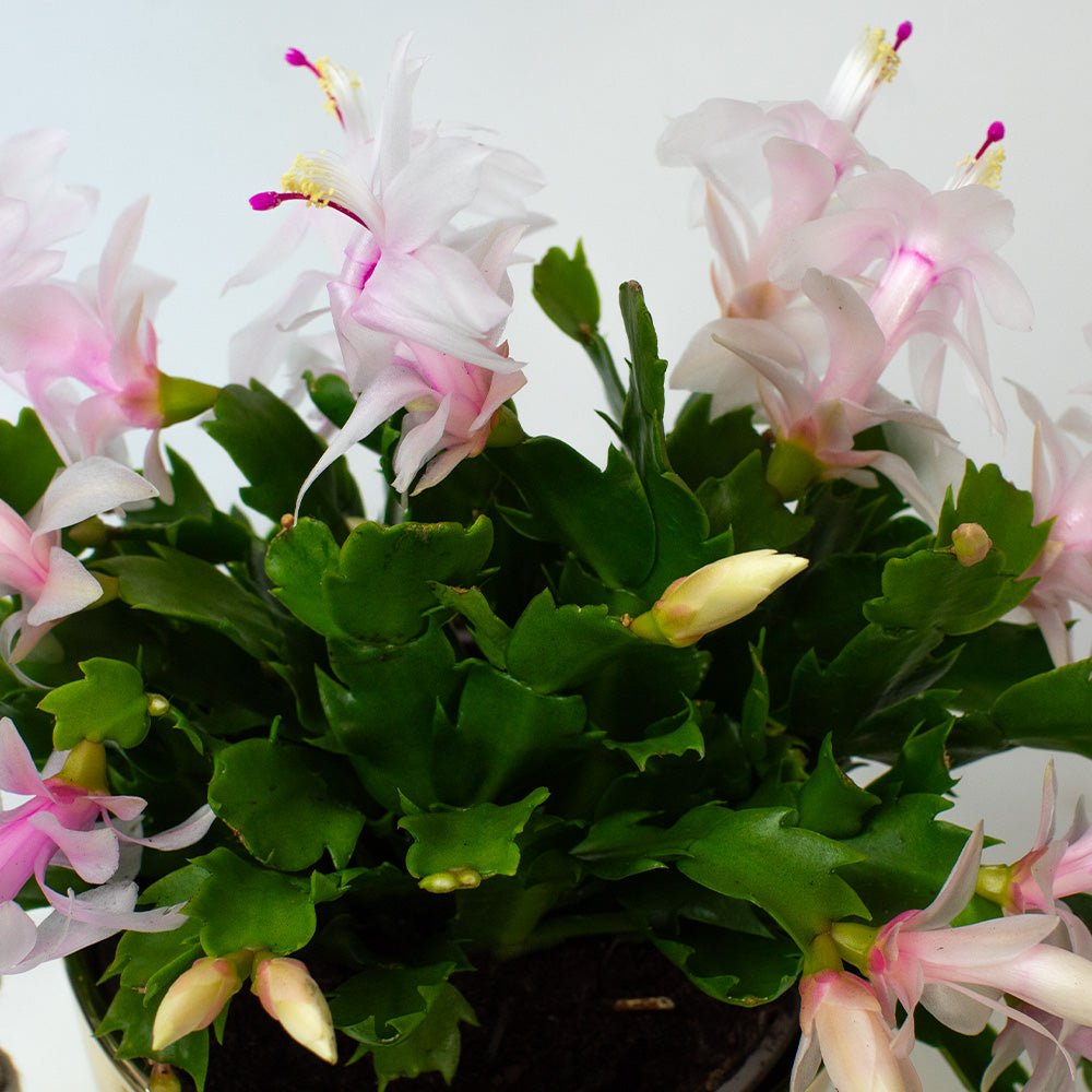 Christmas Cactus with white flowers