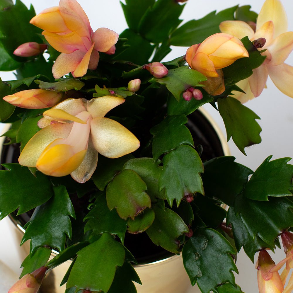 Potted Christmas cactus with yellow and yellow flowers on a white background
