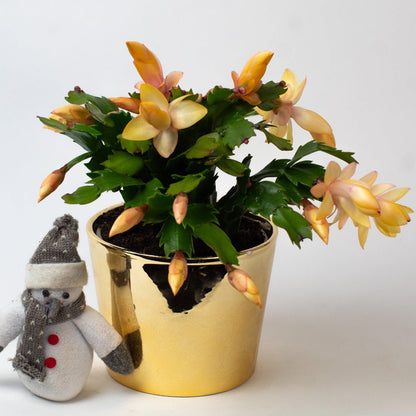 Potted Christmas cactus plant with yellow flowers in a gold pot on a white background