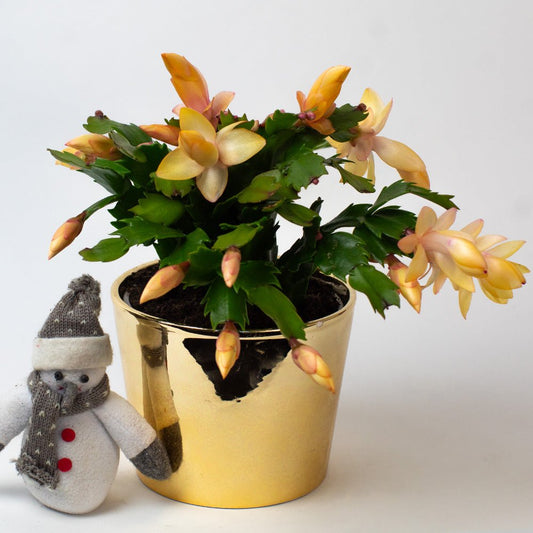 Potted Christmas cactus plant with yellow flowers in a gold pot on a white background