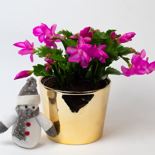Potted Christmas cactus with purple flowers in a gold pot on a white background