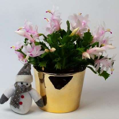 Potted Christmas cactus with white flowers in a gold pot on a white background