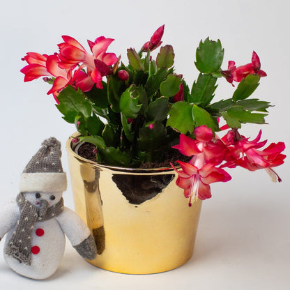 Christmas cactus red plant in a gold pot with a small snowman figurine on a white background