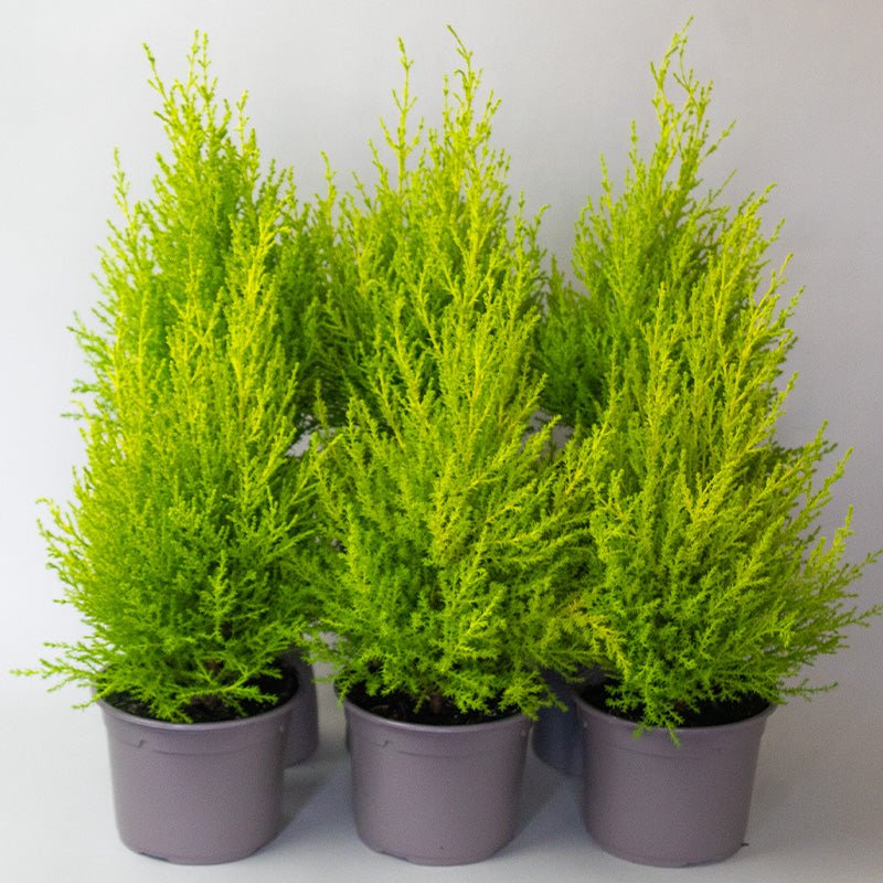 Three Conifer Goldcrest on a white background