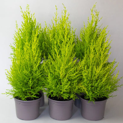 Three Conifer Goldcrest on a white background