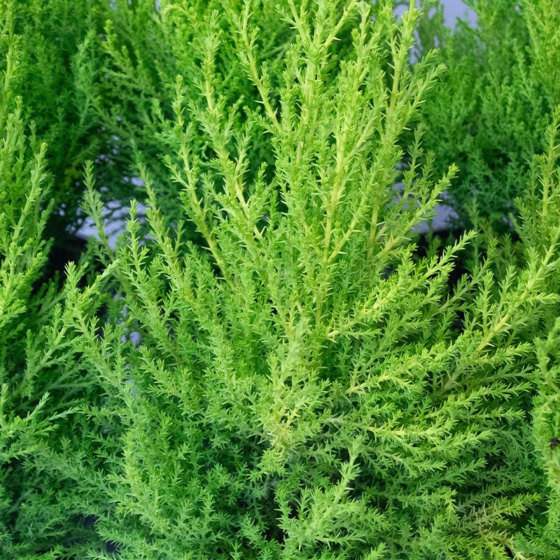 Close-up of a Conifer Goldcrest with a blurred background