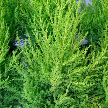 Close-up of a Conifer Goldcrest with a blurred background
