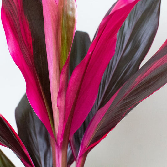 Close-up of a cordyline plant with pink and purple leaves on a light background