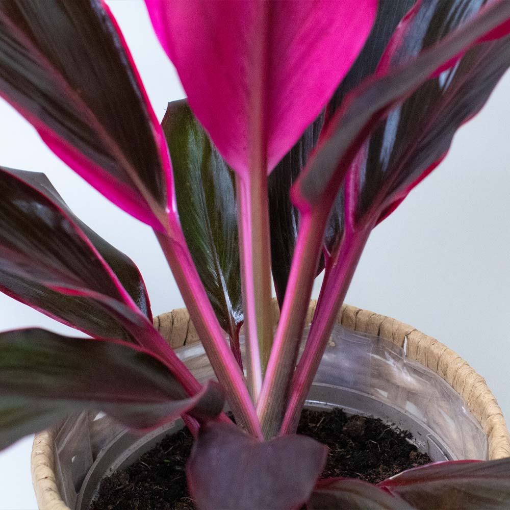 Potted cordyline plant with pink and green leaves on a light gray background
