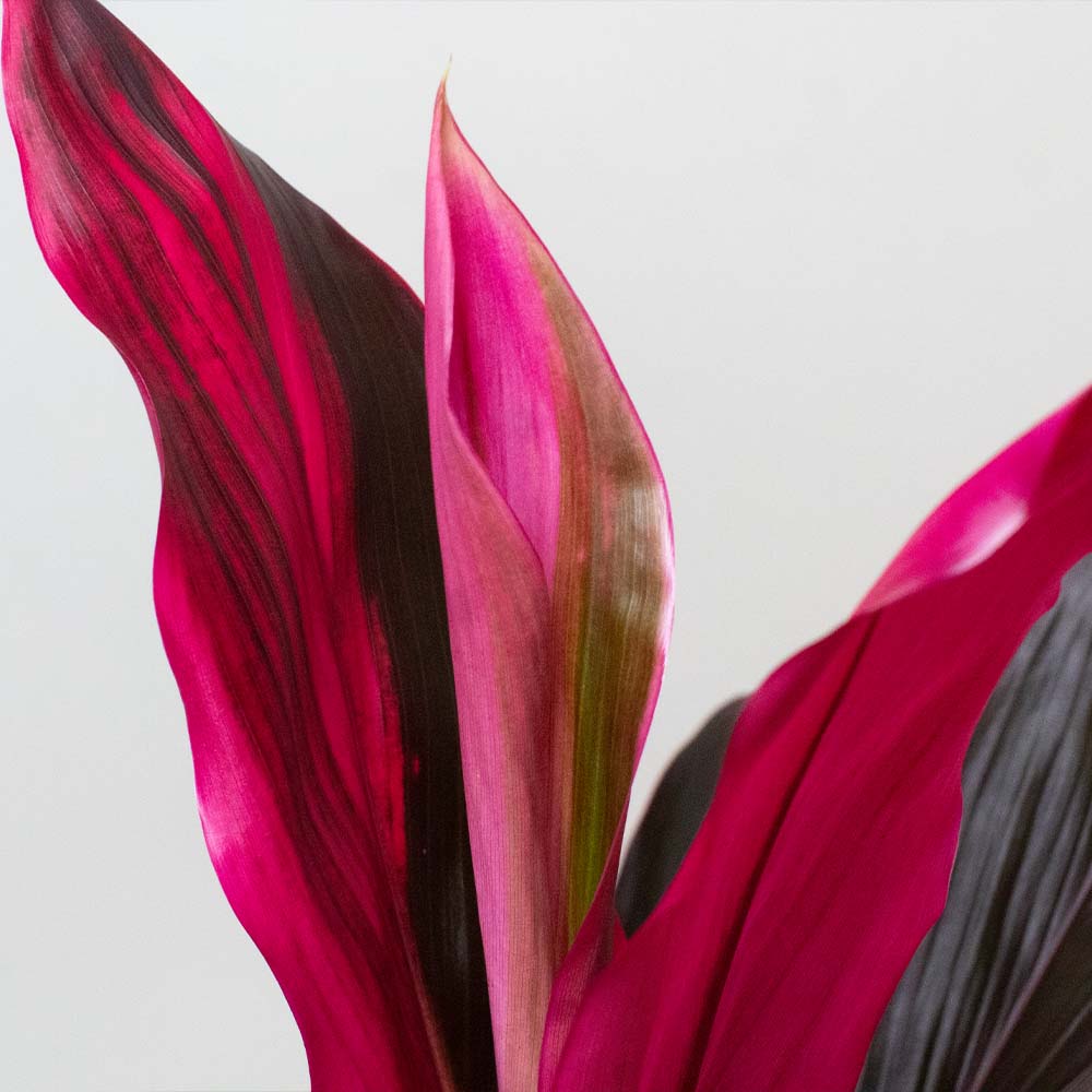 Close-up of a vibrant pink and red cordyline plant leaf against a light gray background