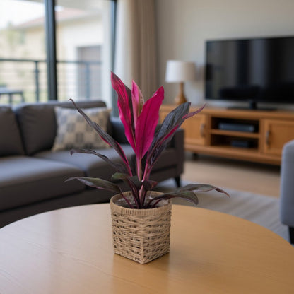 Potted cordyline plant on a table in a living room with a couch and TV in the background