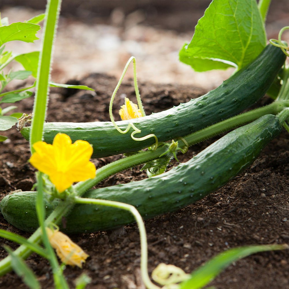 Cucumber Plant F2 Telegraph growing on a vine with yellow flowers in a garden setting.