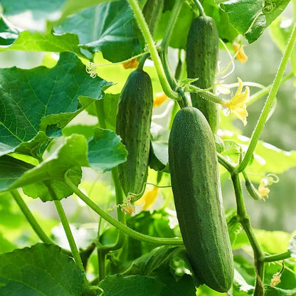 Cucumber plant growing on a vine with green cucumbers hanging among lush leaves and yellow flowers in a garden setting.