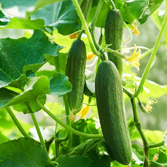 Cucumber plant growing on a vine with green cucumbers hanging among lush leaves and yellow flowers in a garden setting.