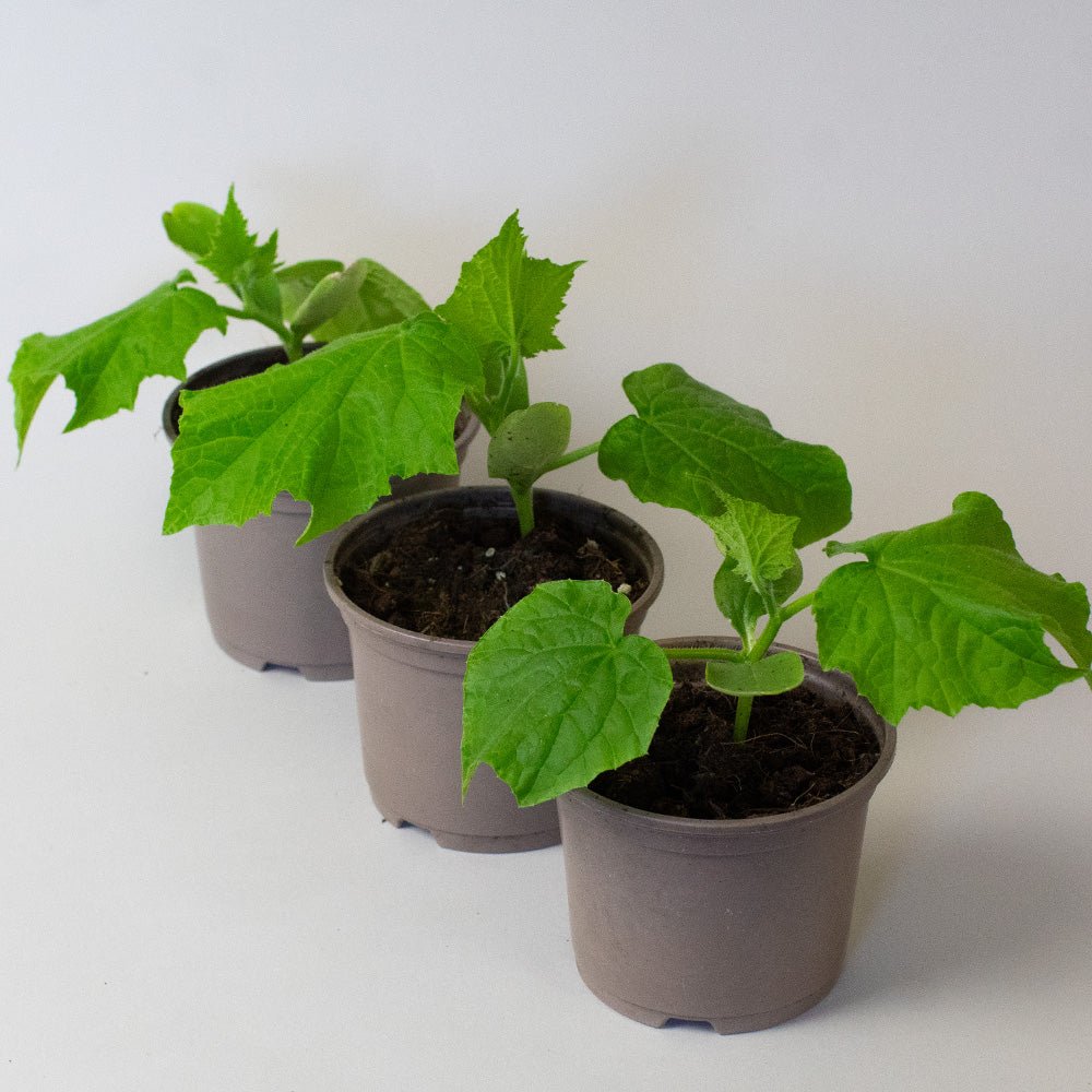 Cucumber plant seedlings growing in small pots, showing healthy green leaves and young stems ready for transplanting.