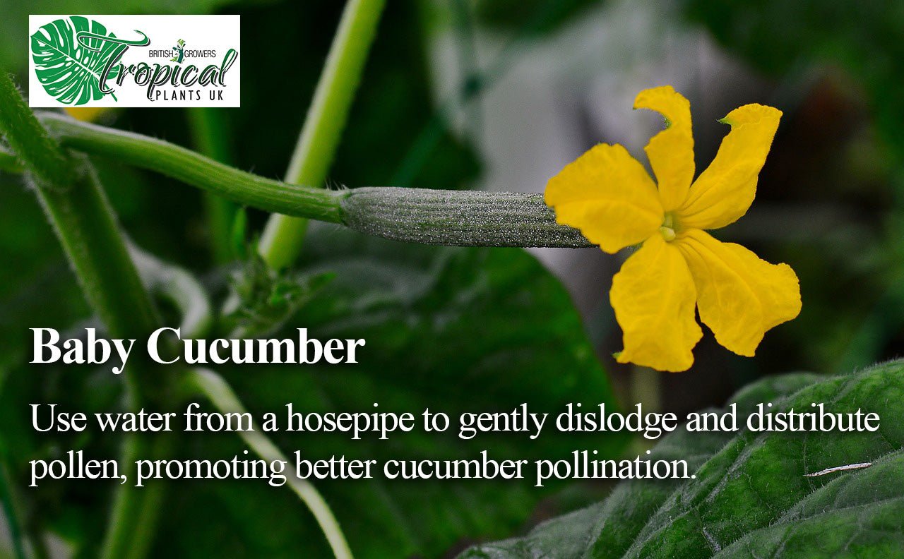 Cucumber plant with a baby cucumber forming behind a bright yellow flower, growing on a green vine during early pollination stage.