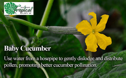 Cucumber plant with a baby cucumber forming behind a bright yellow flower, growing on a green vine during early pollination stage.