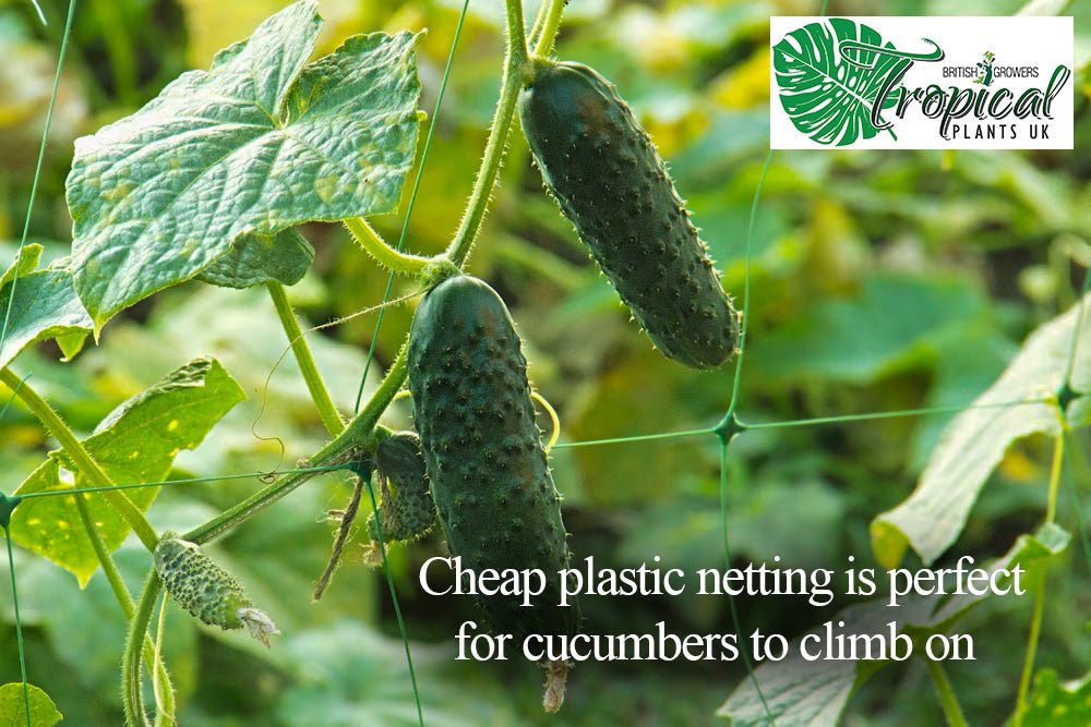 Cucumber plant climbing on plastic netting with mature green cucumbers hanging from vines among healthy leaves.