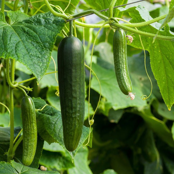 Cucumber plant growing on a vine with cucumbers at different stages of development hanging among lush green leaves.