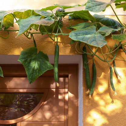 Cucumber plant trained to climb along a wall, with long green cucumbers hanging from vines and large leaves growing in a sunny outdoor space.