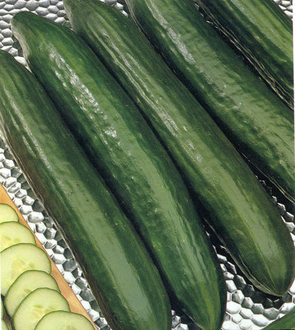 Fresh whole cucumbers displayed side by side, showing smooth dark green skins harvested from healthy cucumber plants.