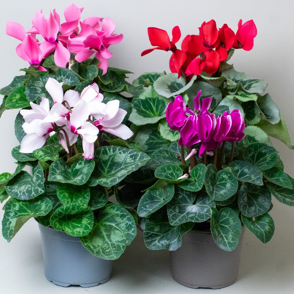 Cyclamen Plants mix of 4 flowering 