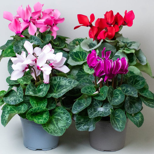 Cyclamen Plants mix of 4 flowering 