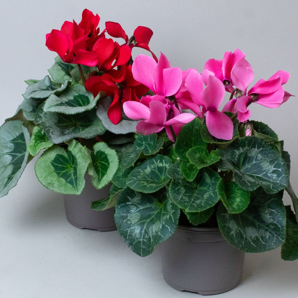 Cyclamen Plants mix of two 