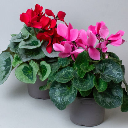 Cyclamen Plants mix of two 
