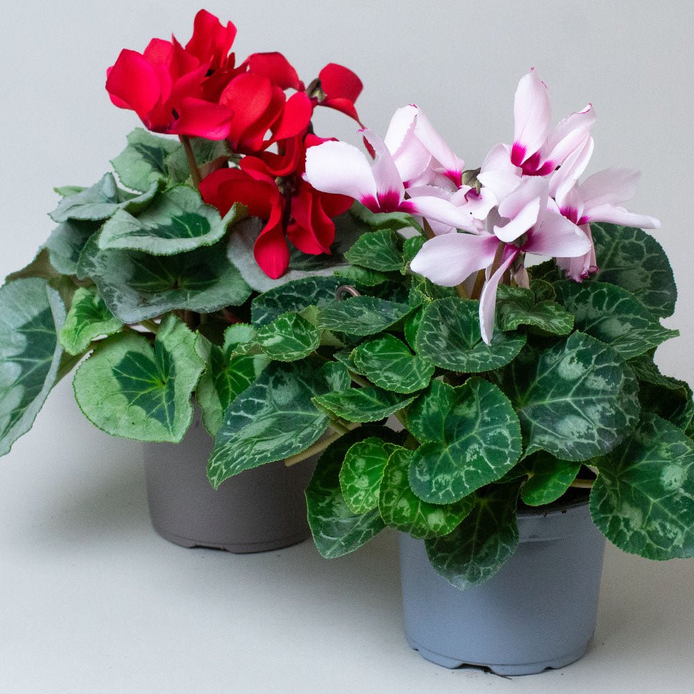 Two potted cyclamen plants with red and pink flowers on a light gray background