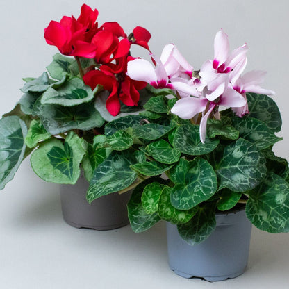 Two potted cyclamen plants with red and pink flowers on a light gray background