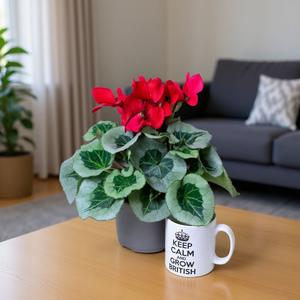 Potted cyclamen plant in a mug with 'Keep Calm and Grow British' text on a wooden table.