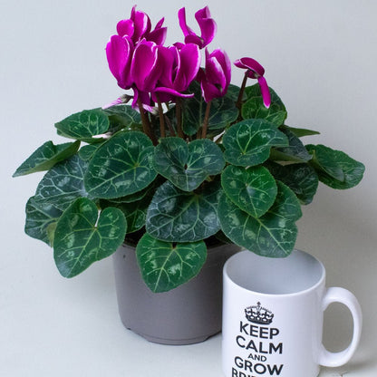 Cyclamen Plants with purple flowers