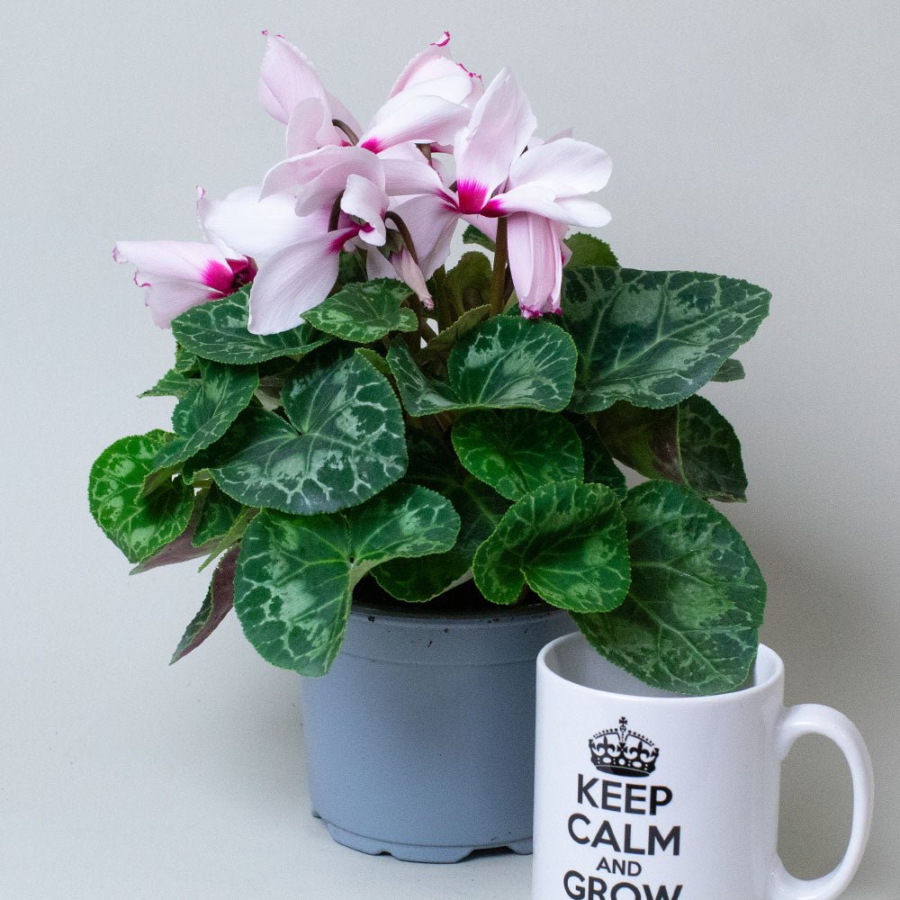 Cyclamen Plants with white flowers