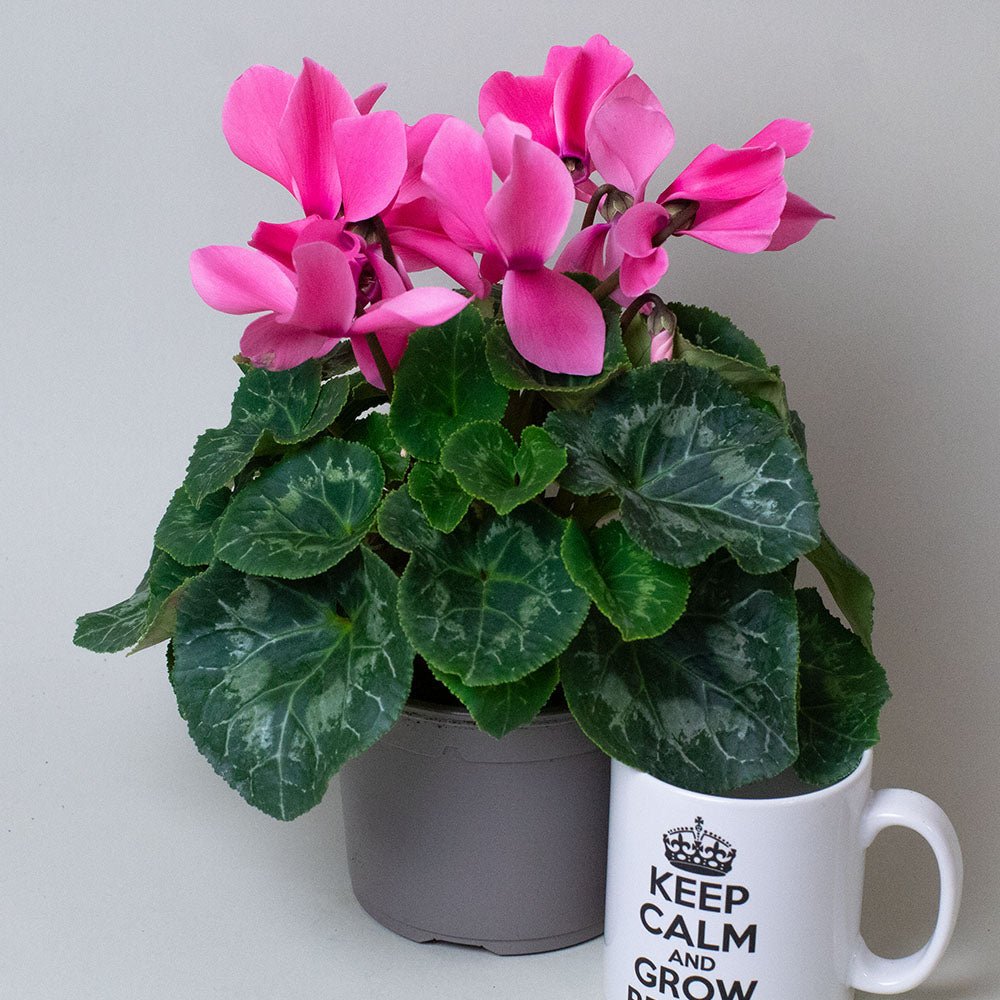 Cyclamen Plants with pink flowers 