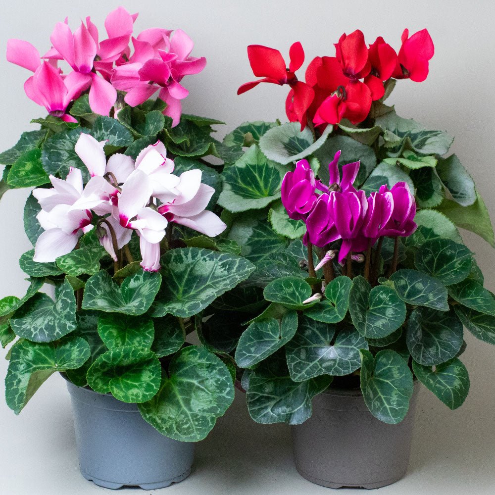 Mix of 4 Cyclamen plants